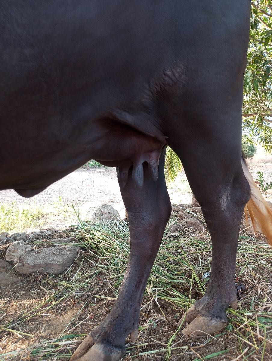 ભેંસ વેચવાની છે