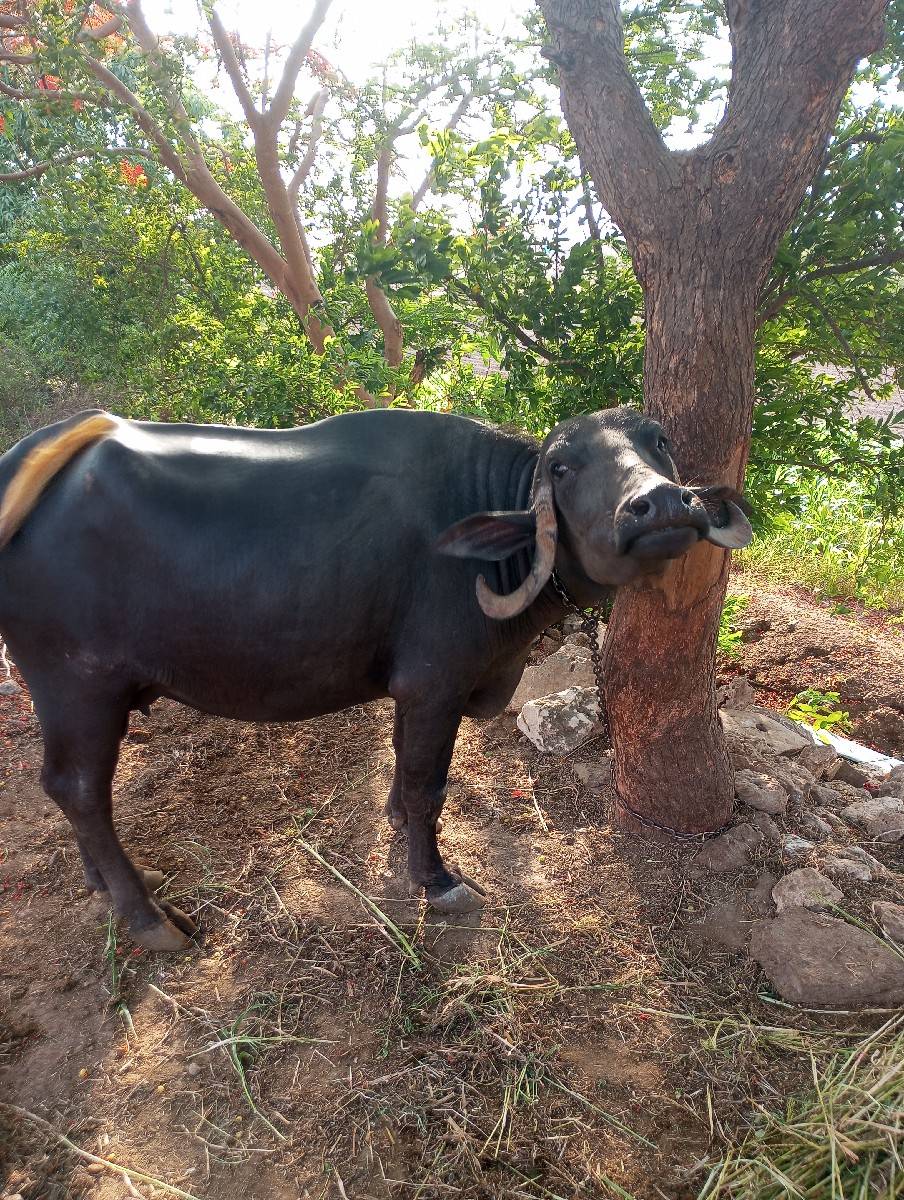 ભેંસ વેચવાની છે