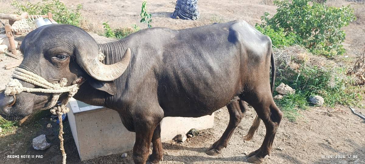 pado