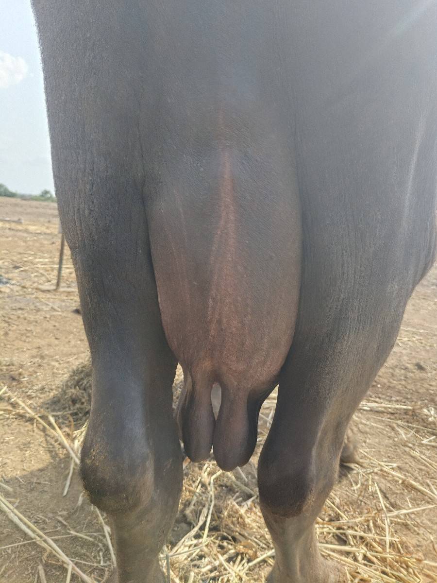 ભેંસ વેચવાની છે