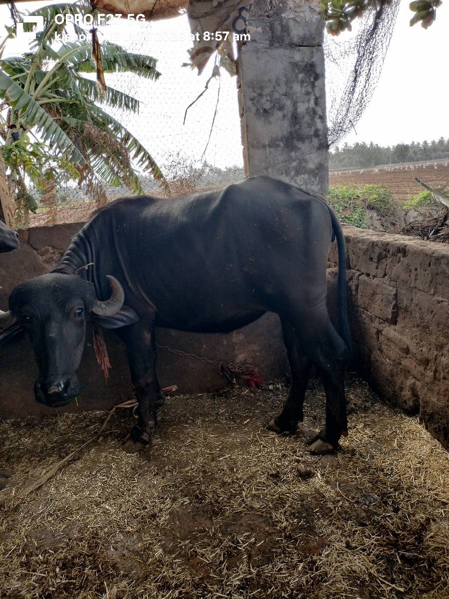 ખળેલી વેચવાની છે