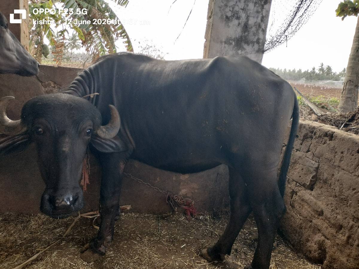 ખળેલી વેચવાની છે