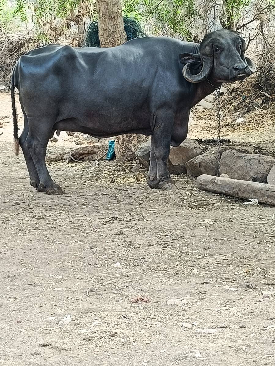 ભેંસ વેચવાની છે