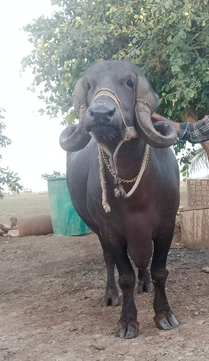 ભેંસ વેચવાની છે