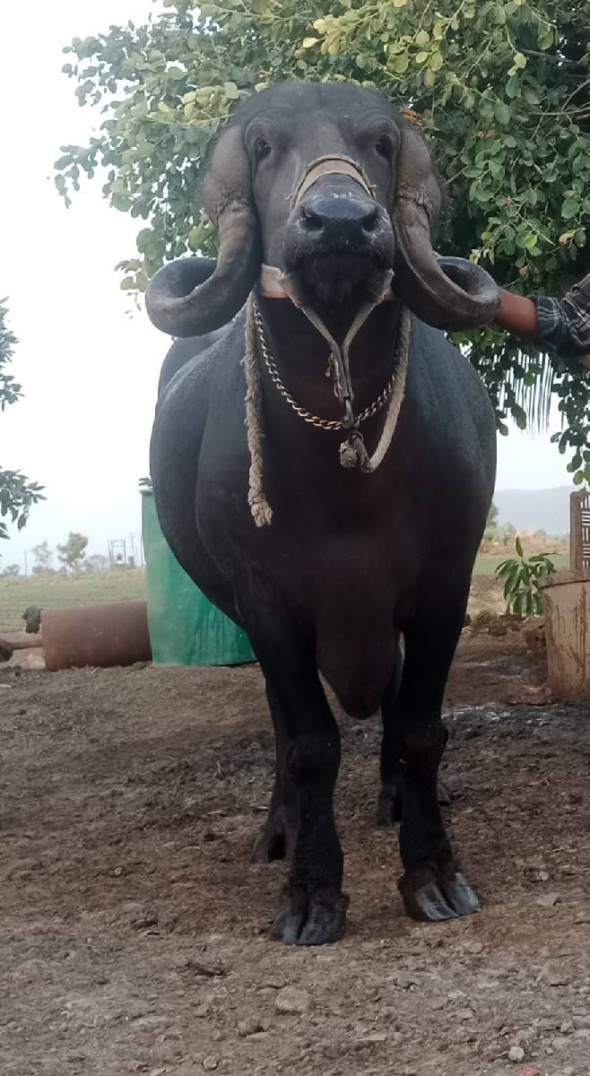 ભેંસ વેચવાની છે