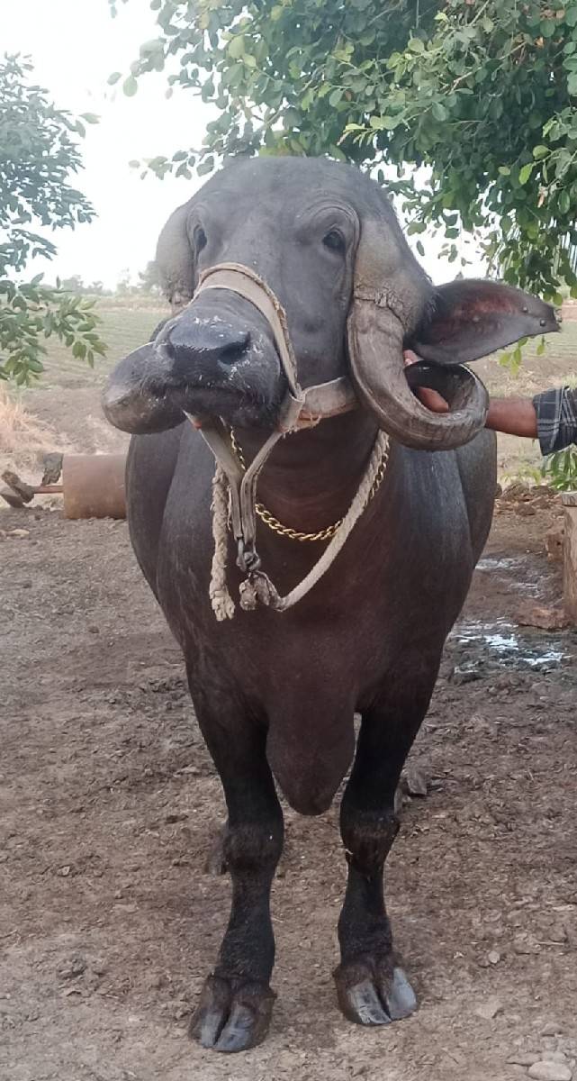 ભેંસ વેચવાની છે