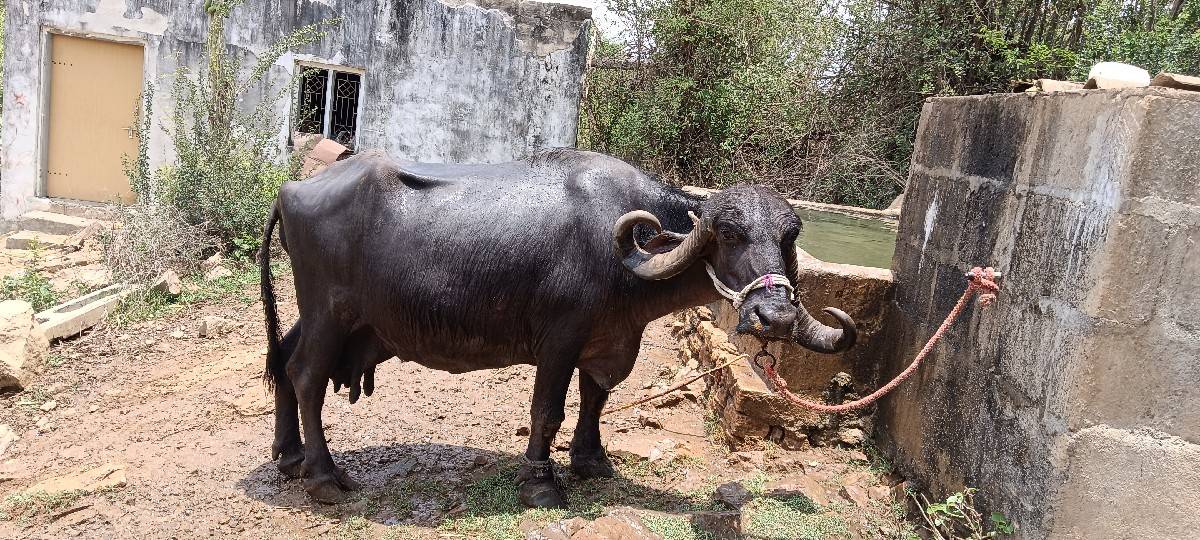 ભેંસ વેચવાની છે