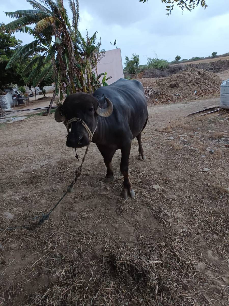 ભેંસ વેચવા ની છે.