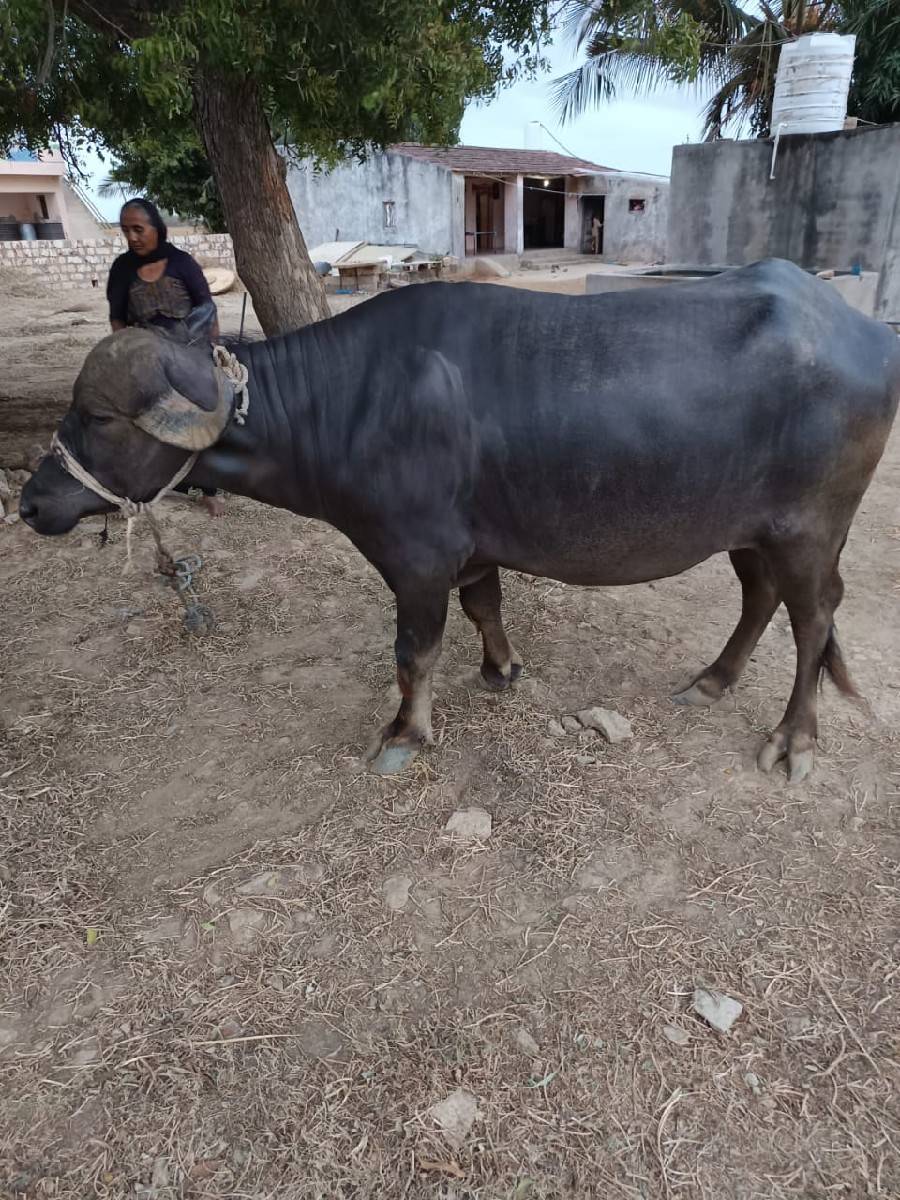 ભેંસ વેચવા ની છે.