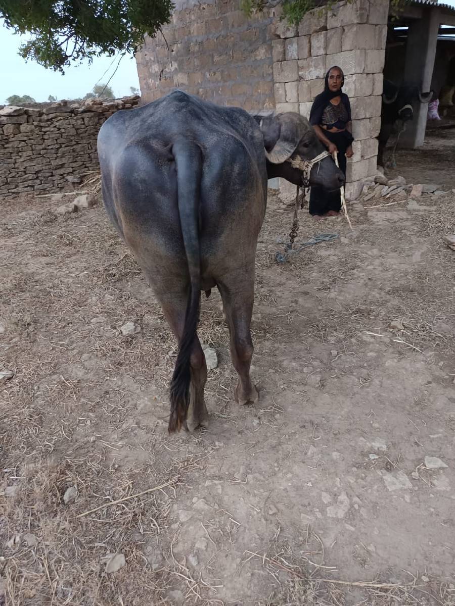 ભેંસ વેચવા ની છે.