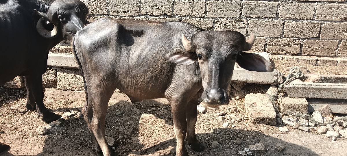 બે વર્ષનો પાડો વેચવાનો છે