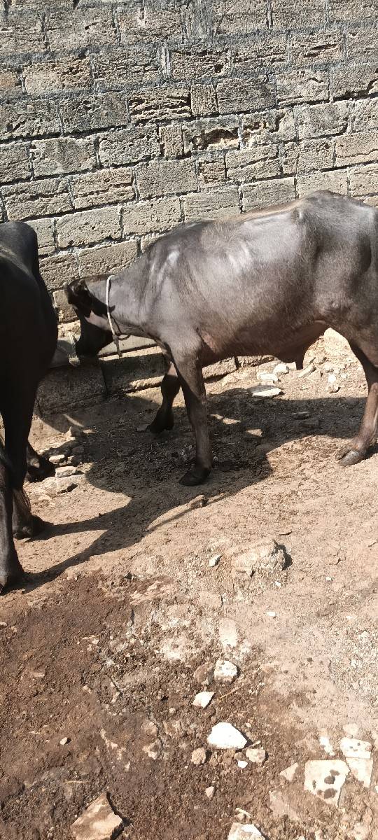 બે વર્ષનો પાડો વેચવાનો છે