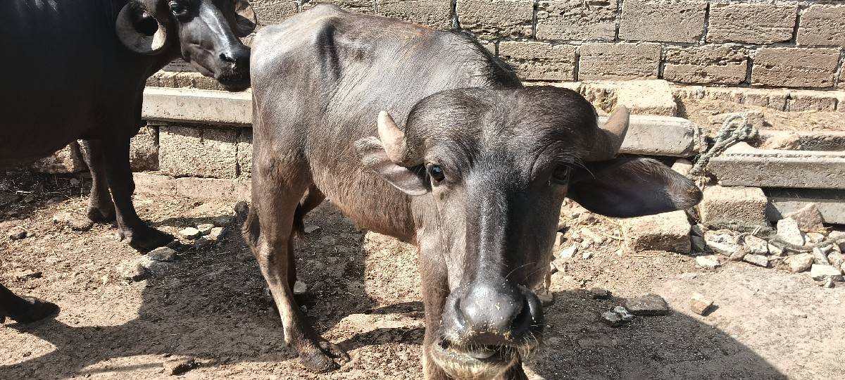 બે વર્ષનો પાડો વેચવાનો છે