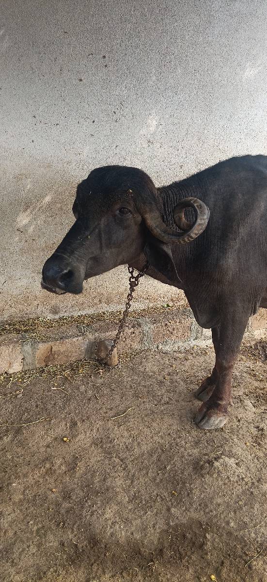 25 દિવસ ની વાર સે