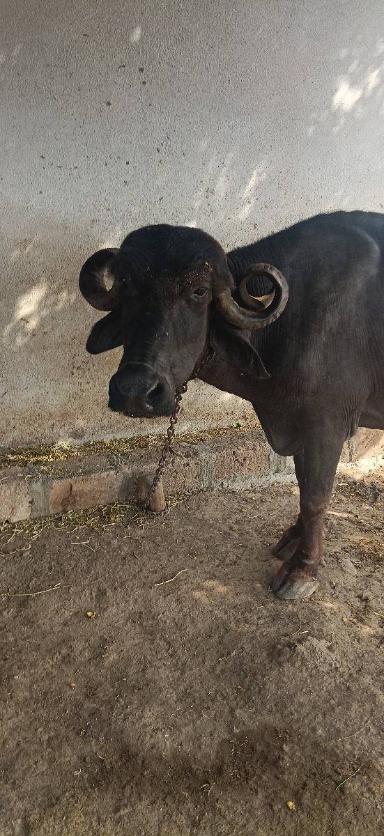 25 દિવસ ની વાર સે