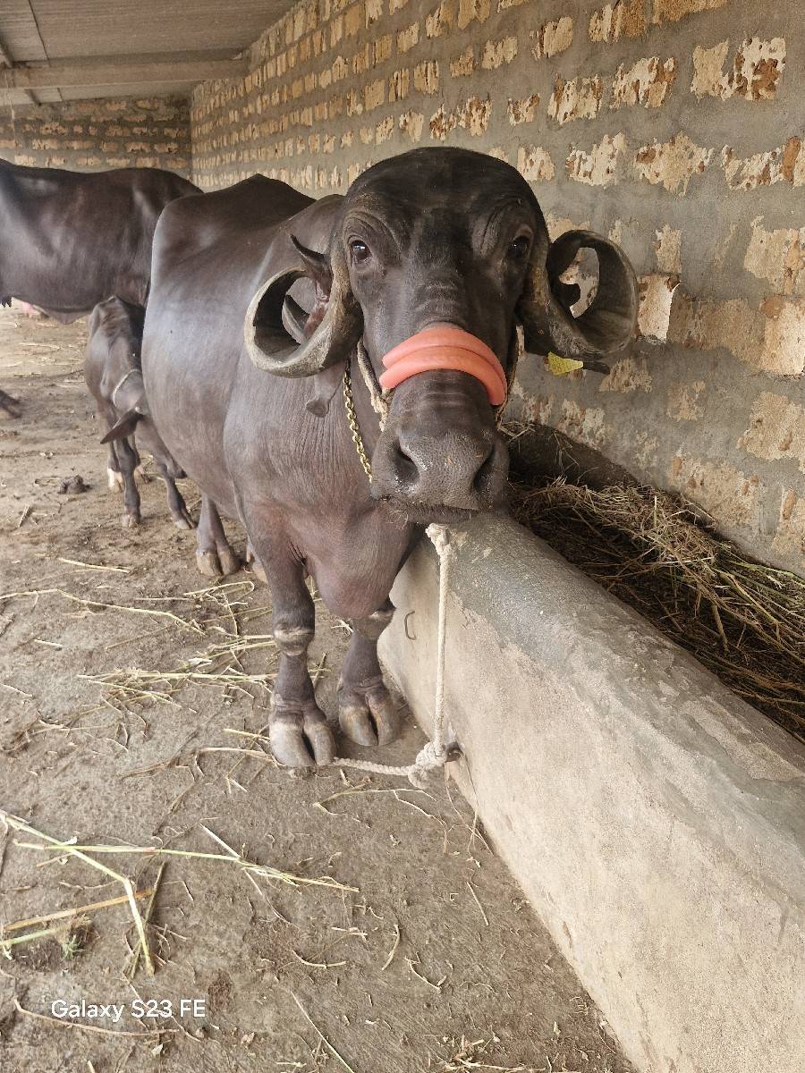 bhesh વેચવાની છે