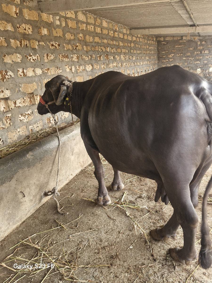 bhesh વેચવાની છે