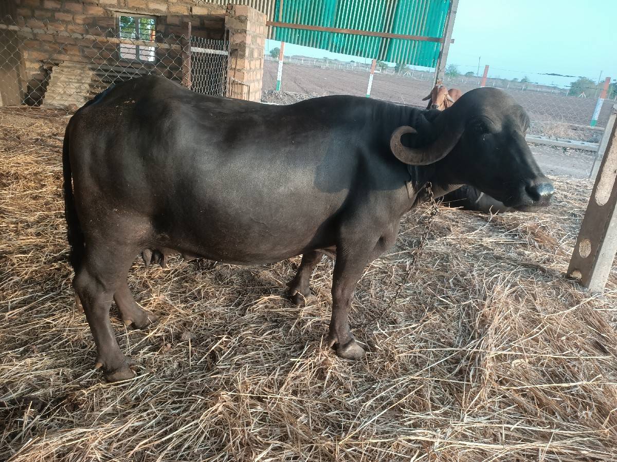 ભેંસ વેચવાની છે