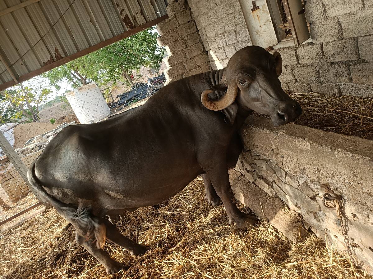 ભેંસ વેચવાની છે