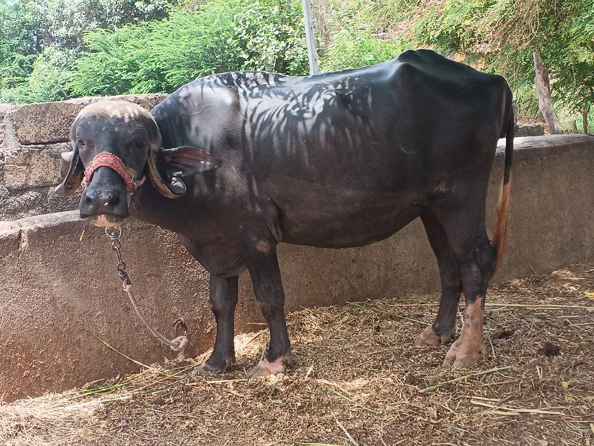 ખાદેલી
