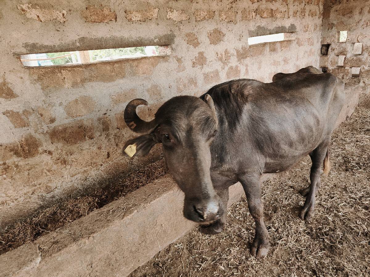 ૨ ગભના ખડેલા વેચવાના છે