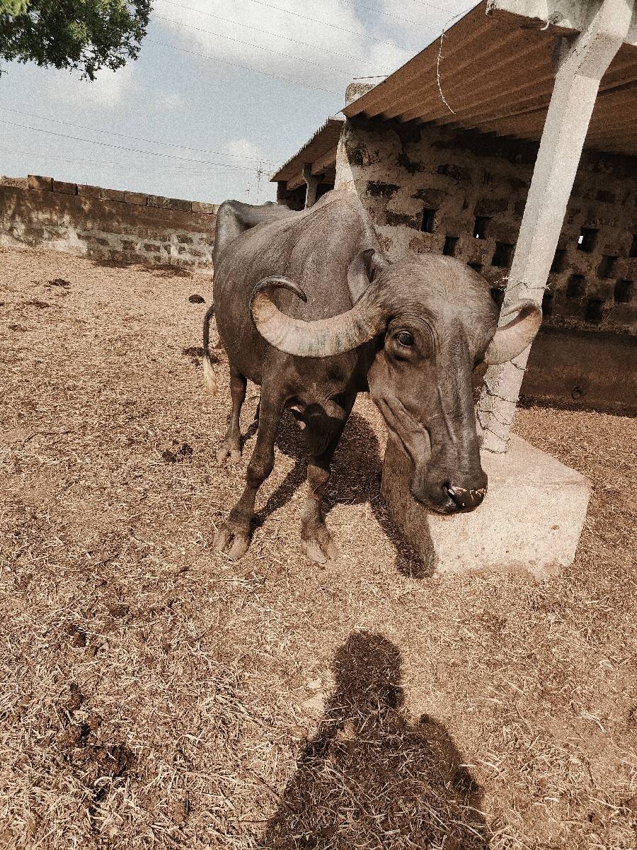 ૨ ગભના ખડેલા વેચવાના છે