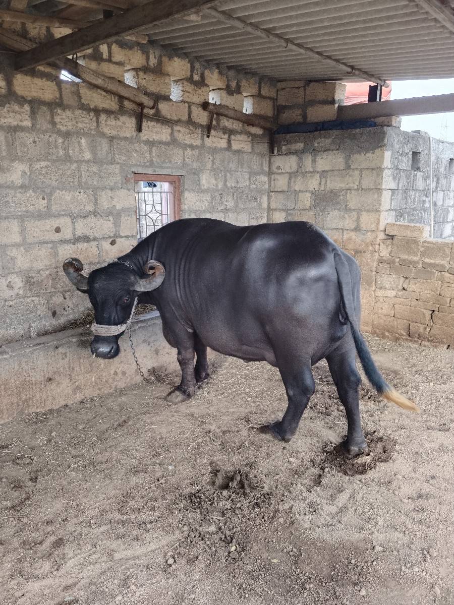 ભેંસ વેચવા ની છે
