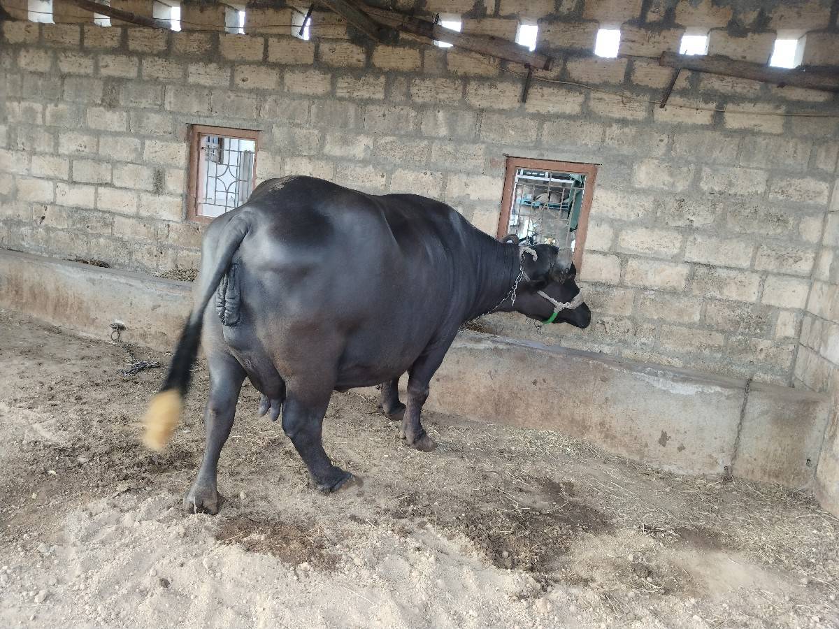 ભેંસ વેચવા ની છે