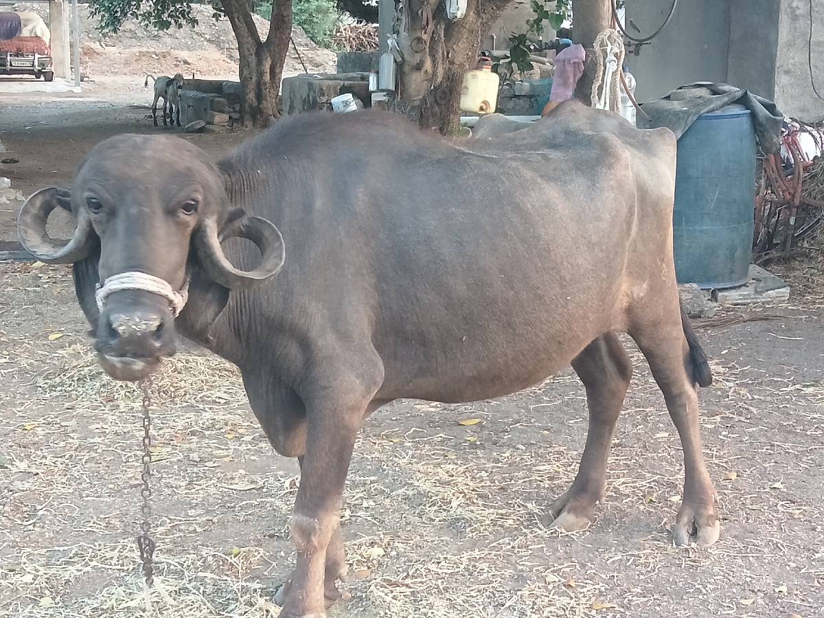 પેલું વેતર