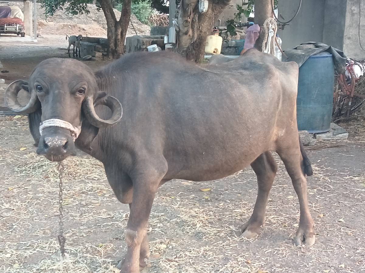 પેલું વેતર