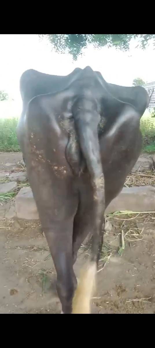 ઓરજનલ જાફરાબાદી ખડેલી વેચવાની