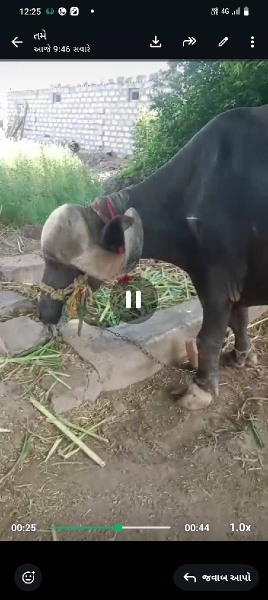 ઓરજનલ જાફરાબાદી ખડેલી વેચવાની