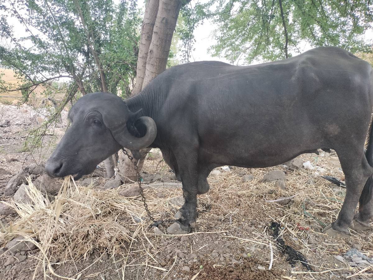 એક મહિનાની કાચી છે