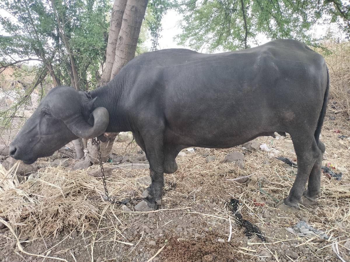 એક મહિનાની કાચી છે