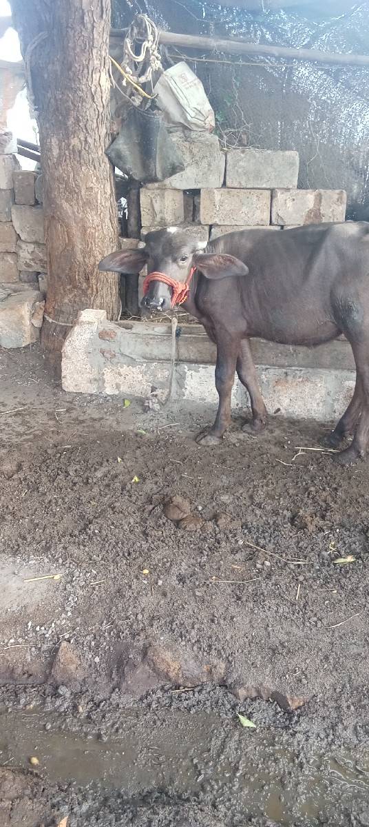 વેચવાની છે