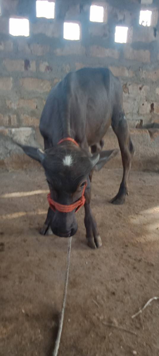 વેચવાની છે