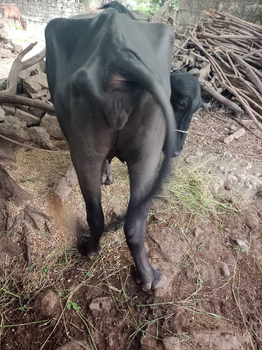 ખડેલી વેસવાની છે
