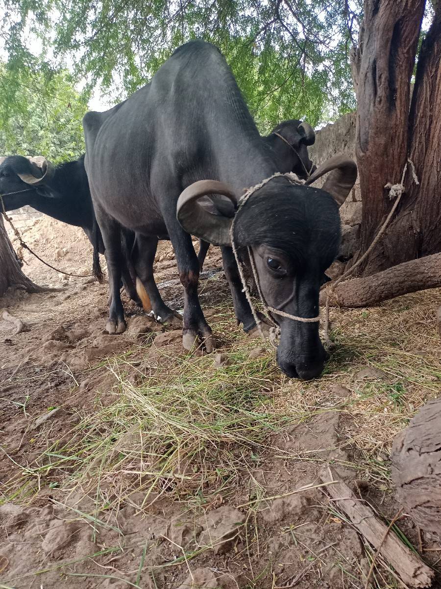 ખડેલી વેસવાની છે