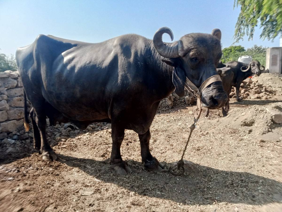 ભે