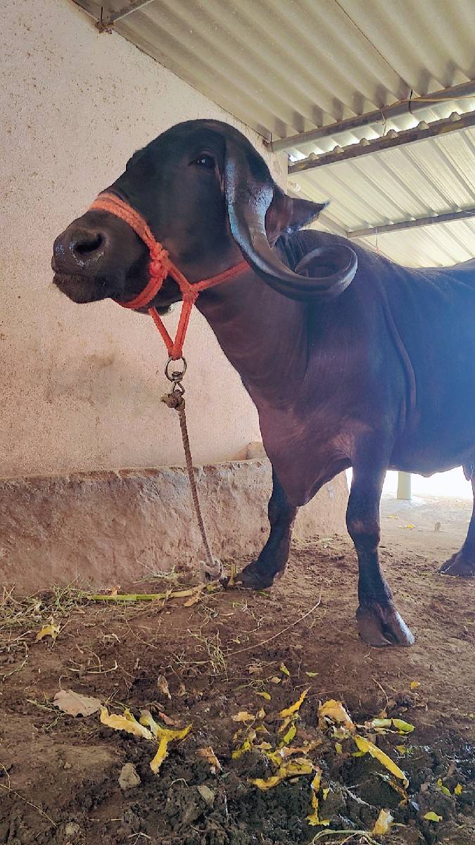 જાફરાબાદી ભેંસ વેચવાની છે