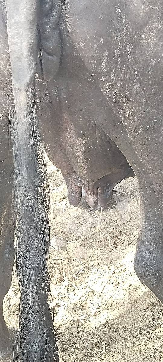 2 વેતર વિયાસે