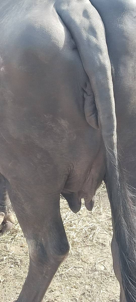 2 વેતર વિયાસે