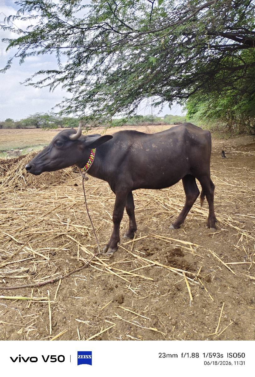 બંની નસલ ની ખડેલી