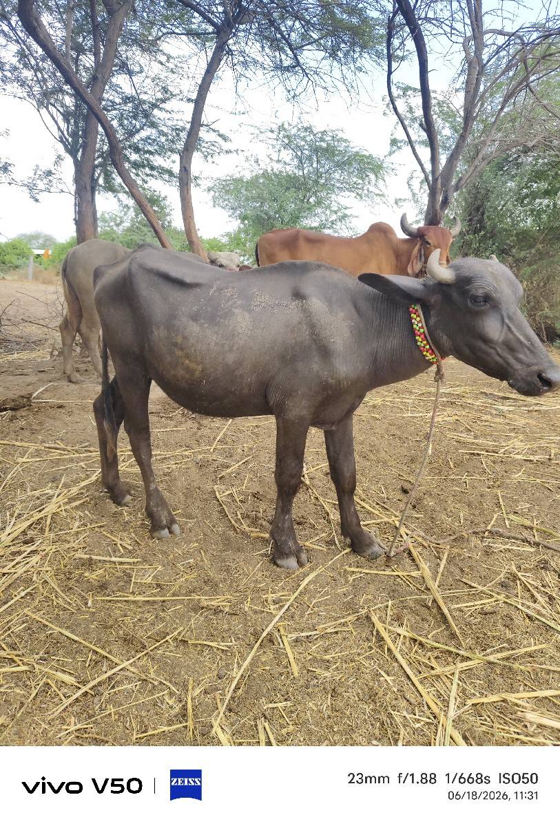 બંની નસલ ની ખડેલી