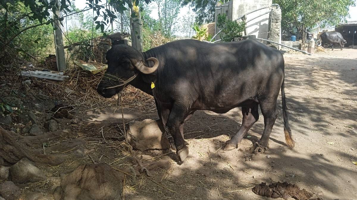 આ ભેંસ વેસવાની છે