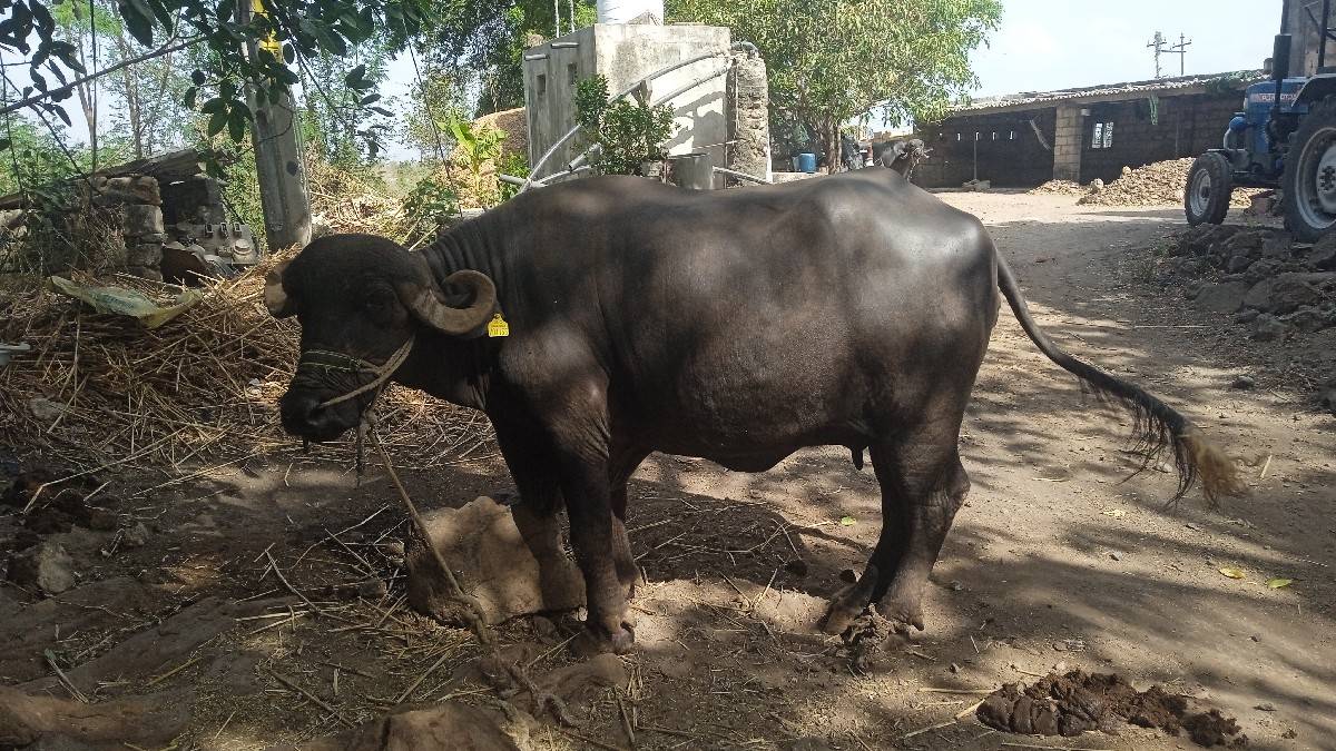 આ ભેંસ વેસવાની છે