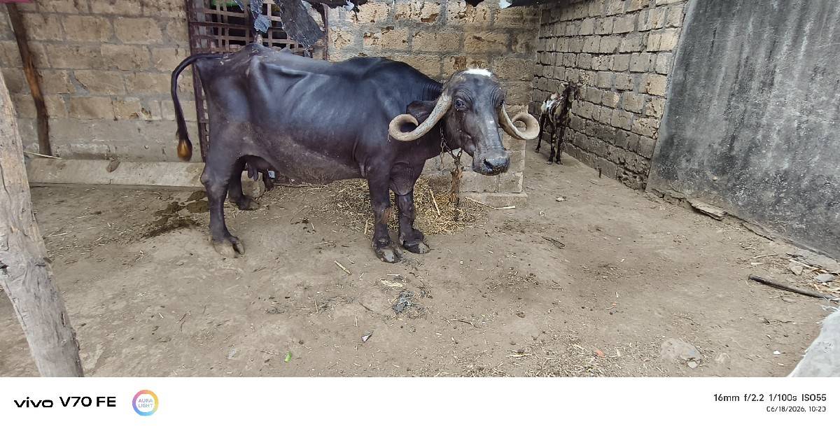 વેચવાની છે