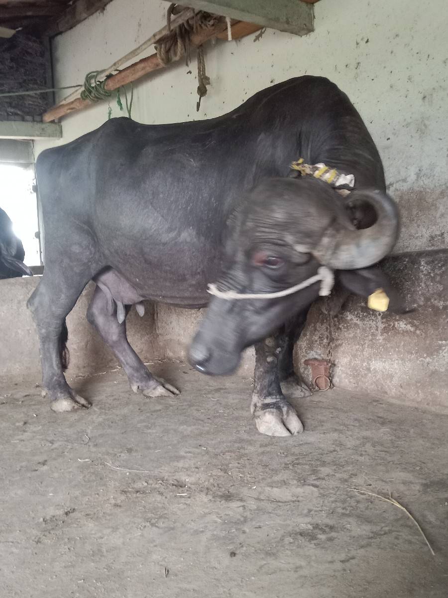 ભેંશ વેચવાની છે વેતર ૨