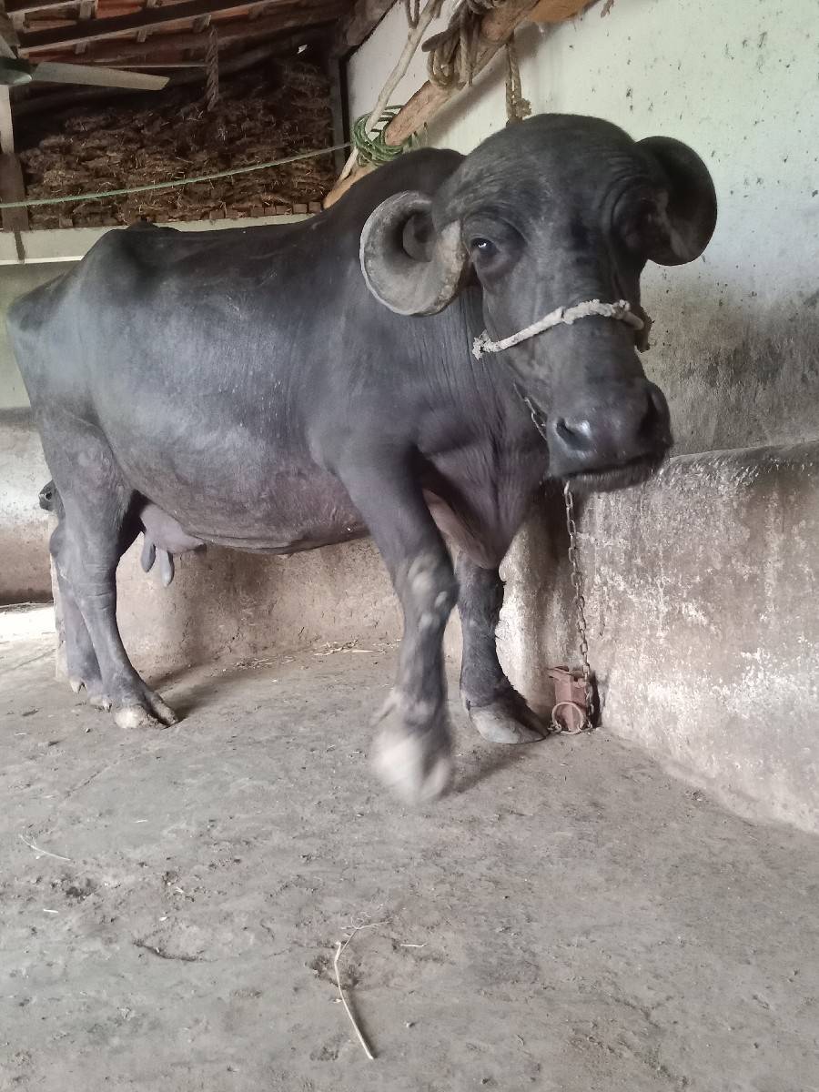 ભેંશ વેચવાની છે વેતર ૨