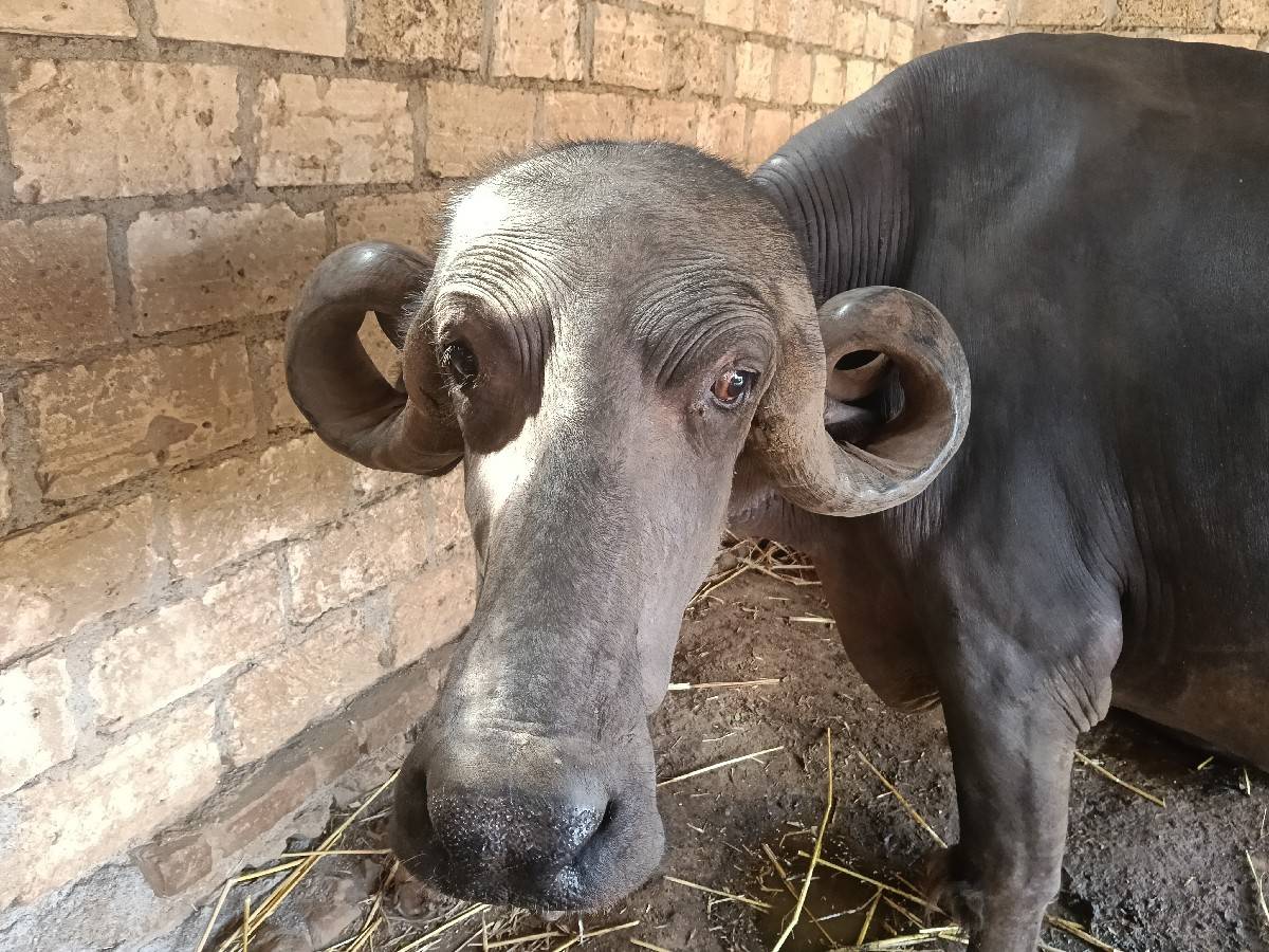 ભેંસ વેશવાની છે